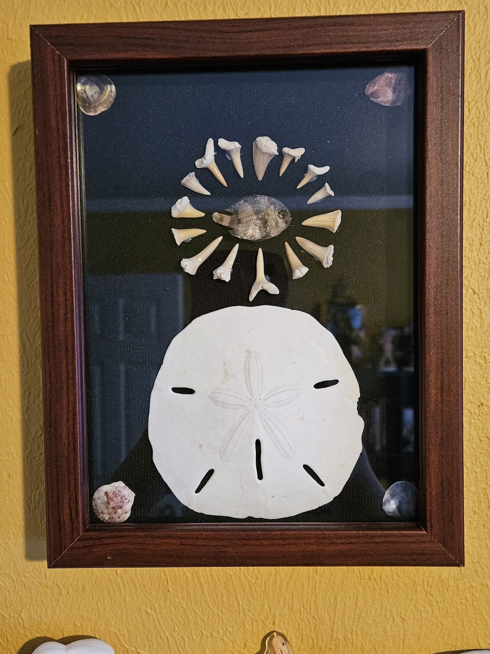 Framed Sand Dollar and Shell Shadowbox - White Shell Wall Decor